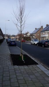 Levering bomengranulaat forte Stoutheuvel Eindhoven